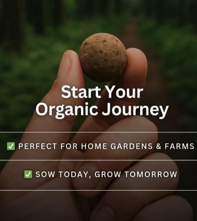 Organic Seedballs Pack of 6 ( Tulsi , Sungold , Sunflower & Morning Star )