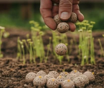 Organic Seedballs Pack of 6 ( Tulsi , Sungold , Sunflower & Morning Star )